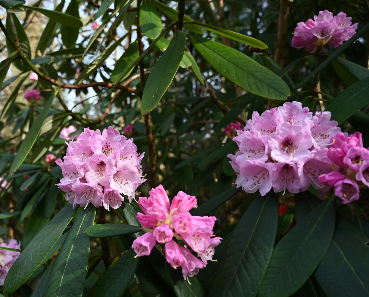 R. uvariifolium